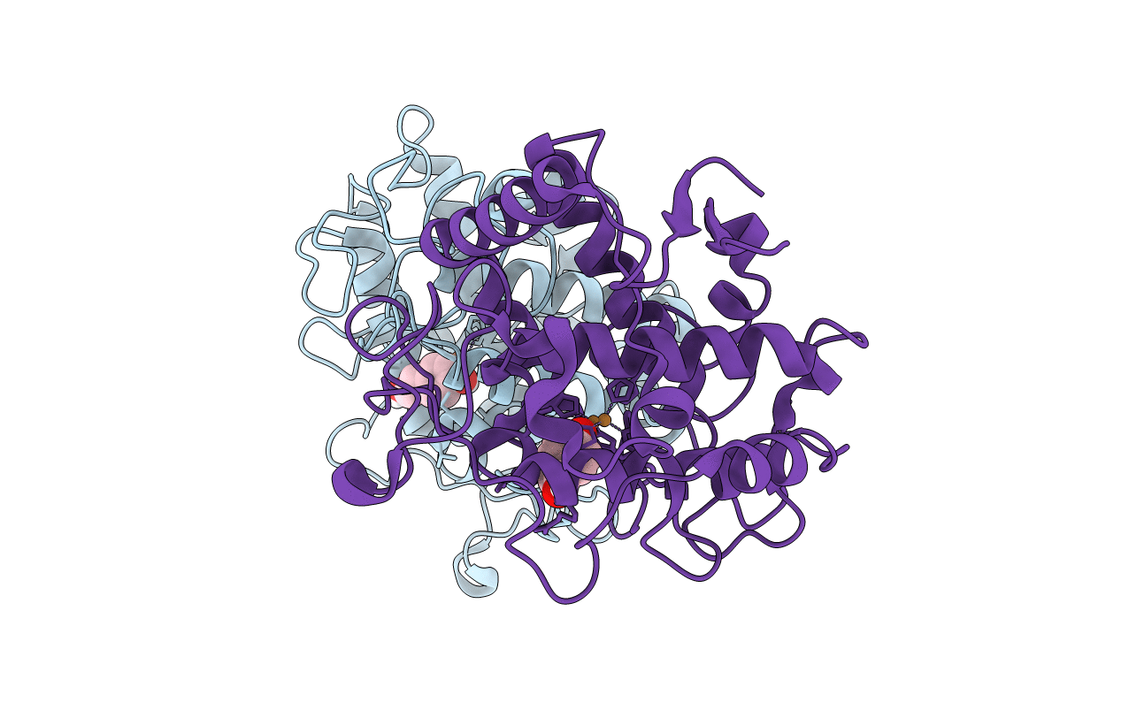 4P6T image