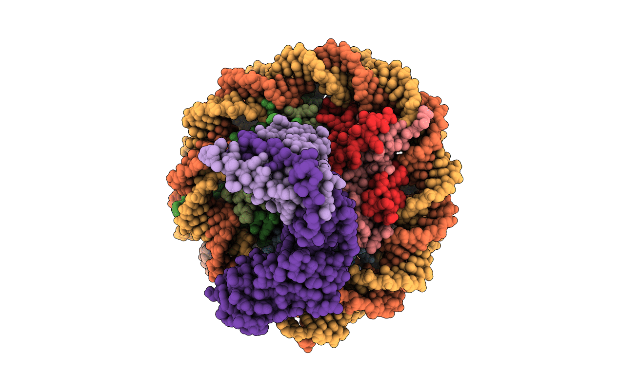 4R8P image