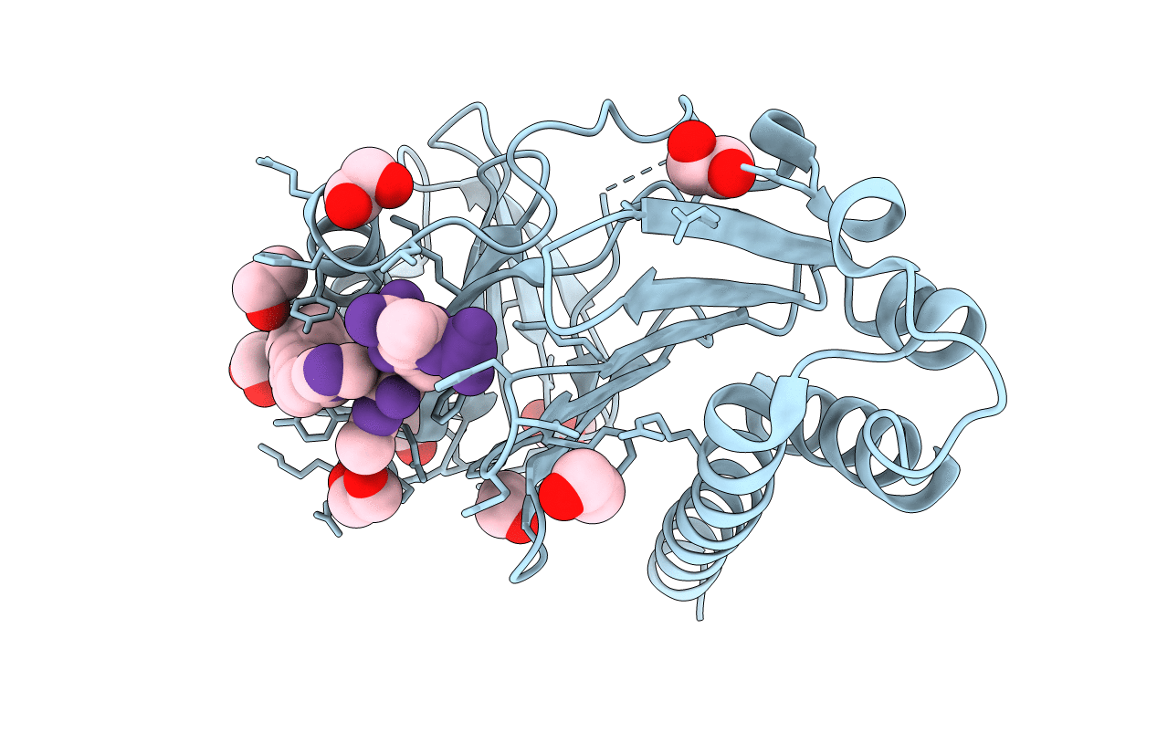 4RCP image