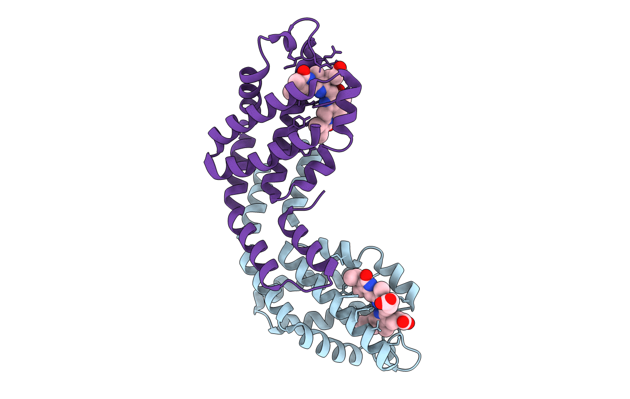 4RMP image