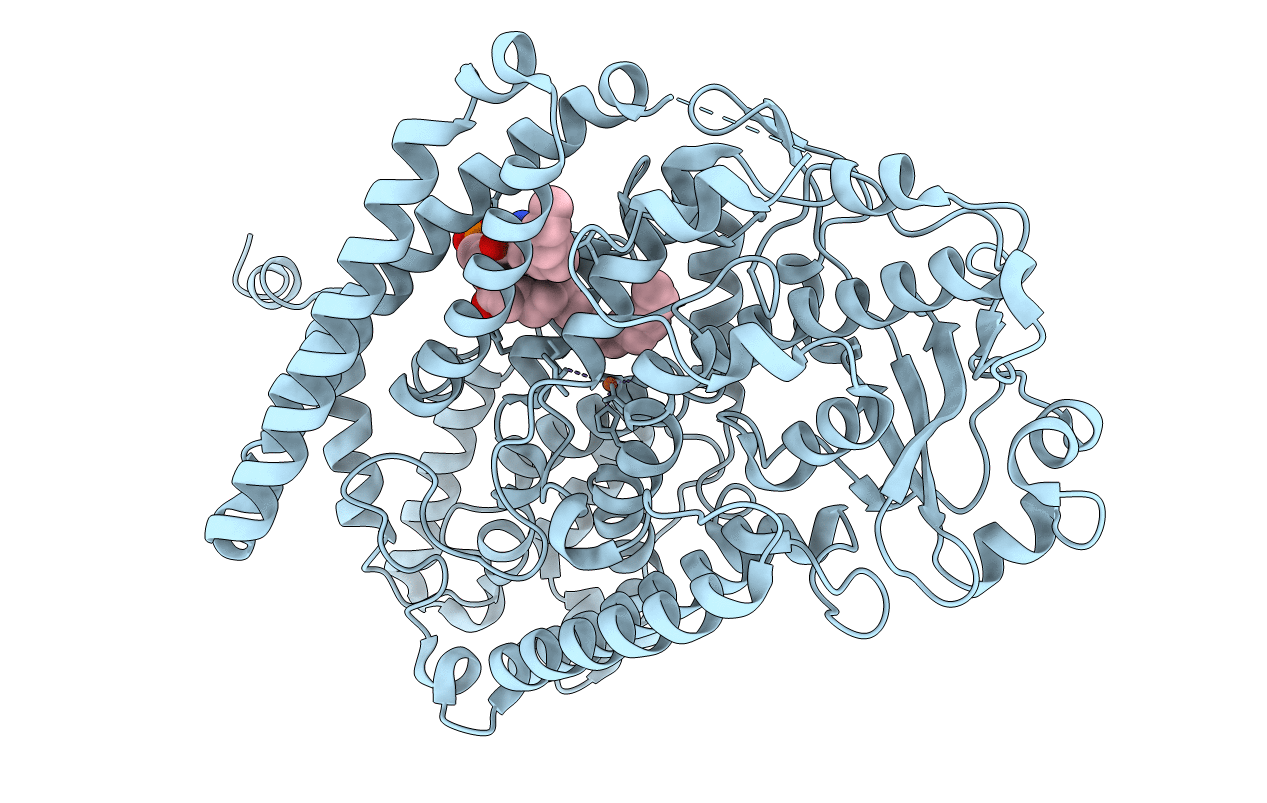 4RPE image
