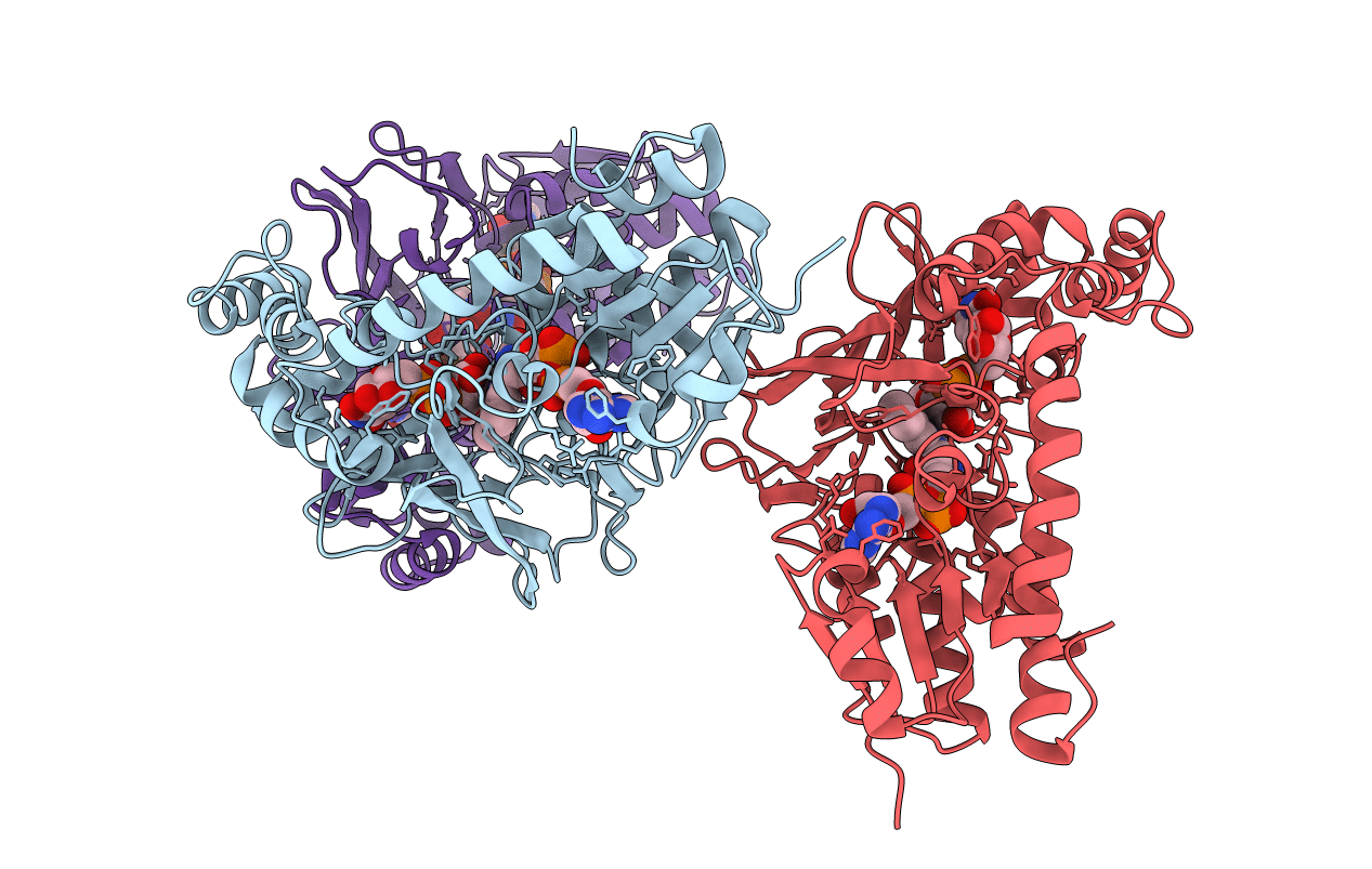 4RPH image