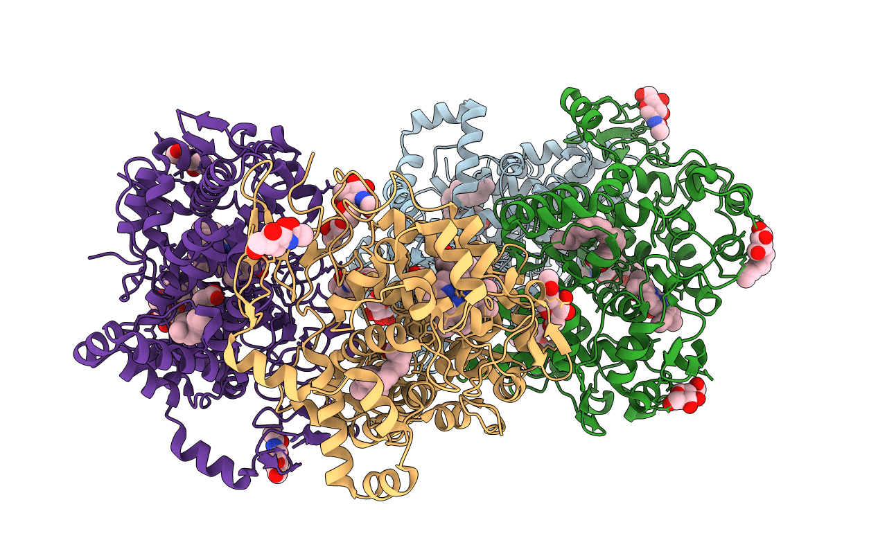4RUT image