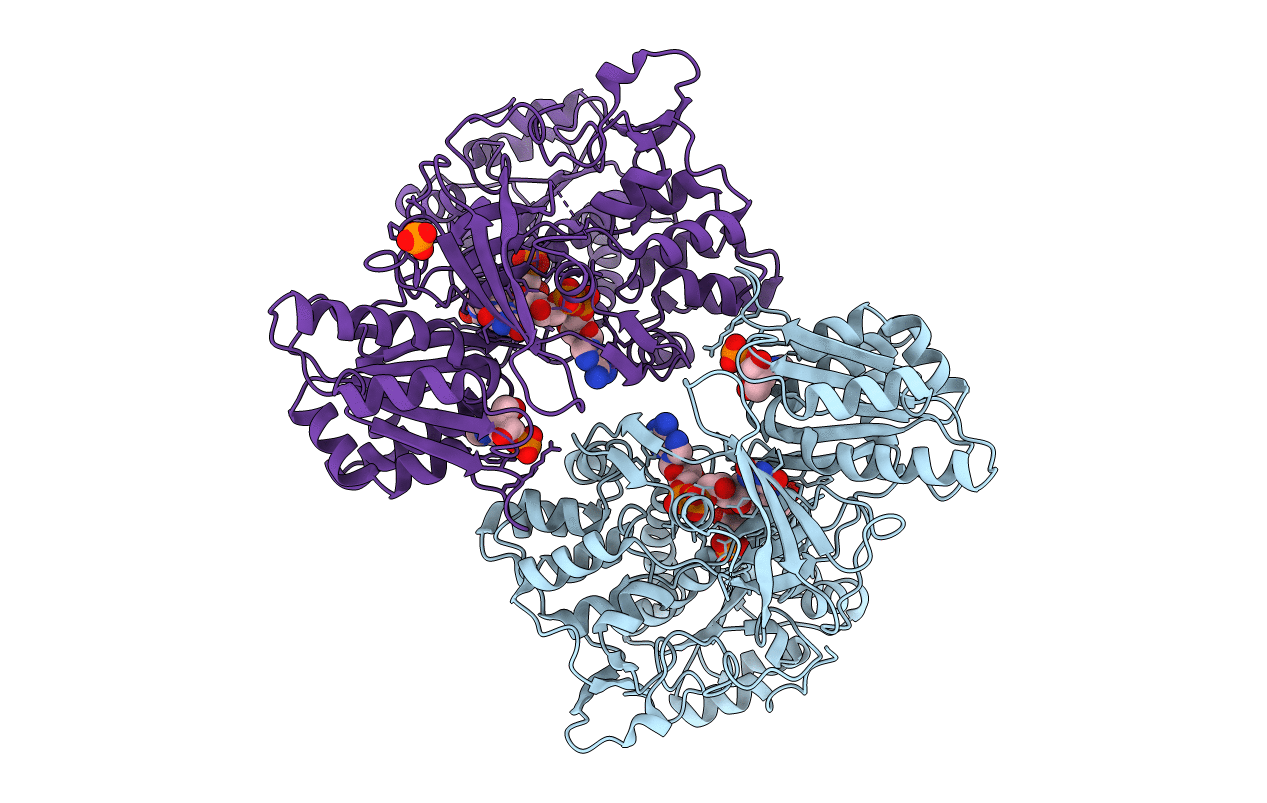 4YAF image