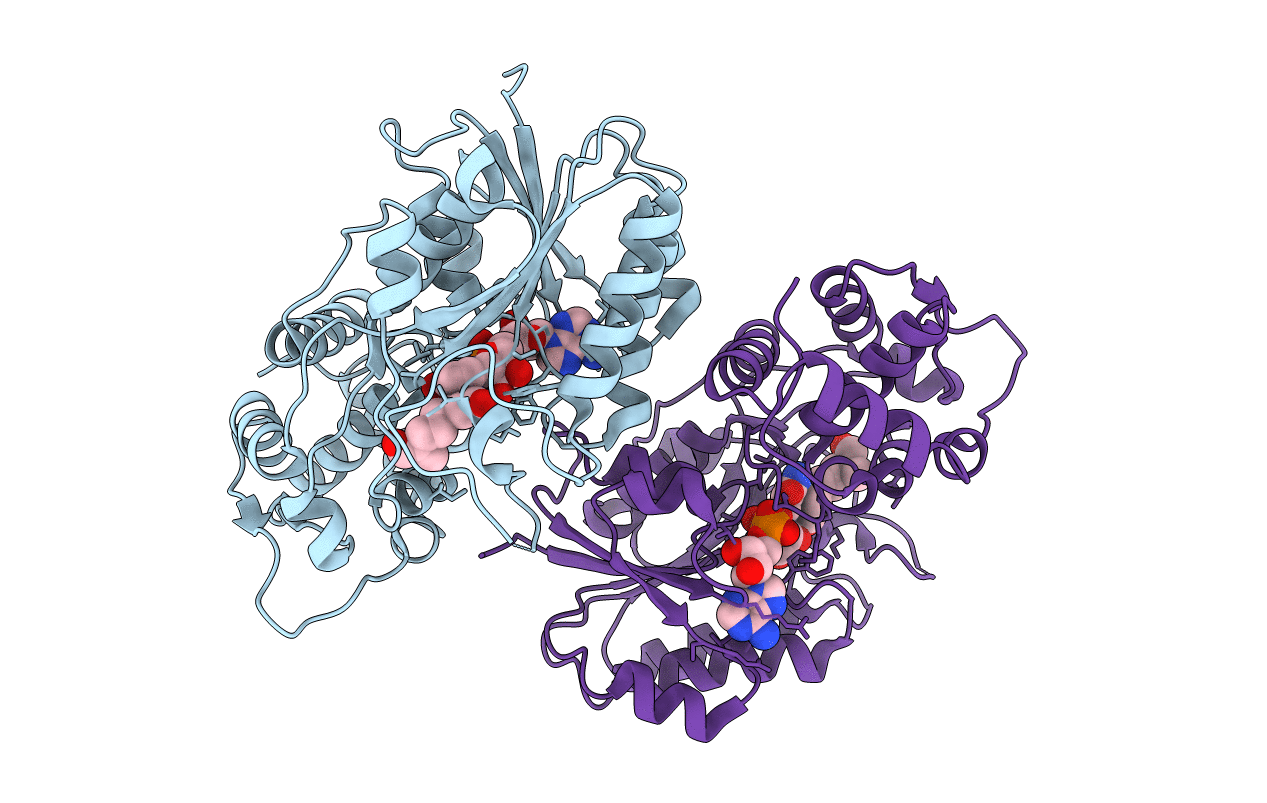 5DBI image