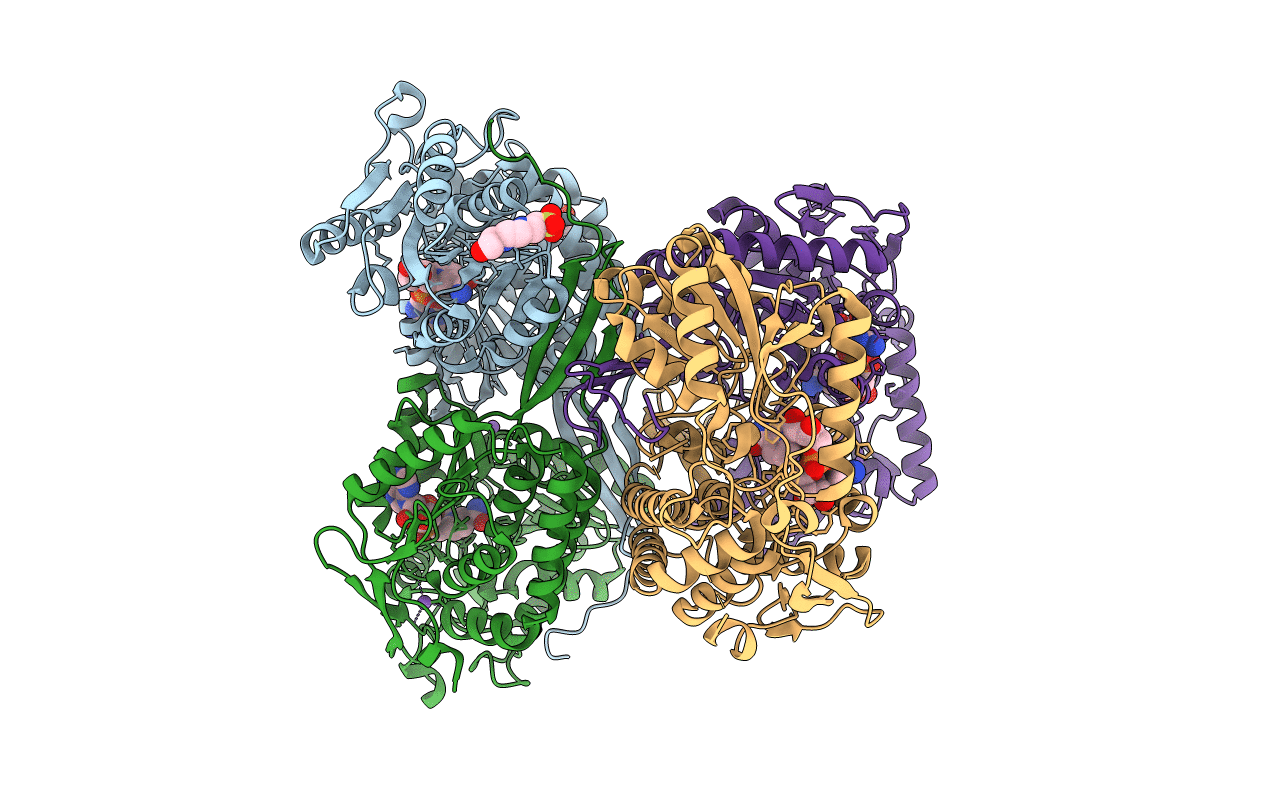 5DIB image