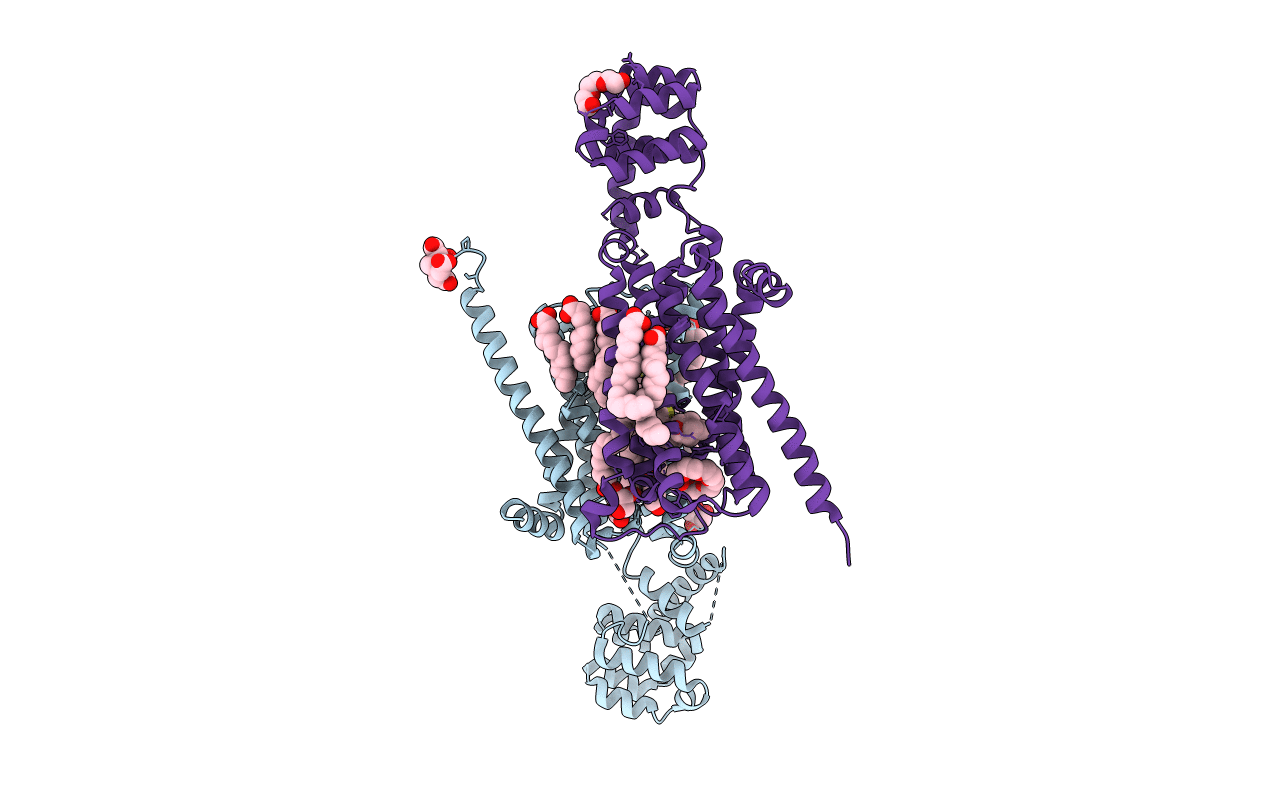 5DSG image