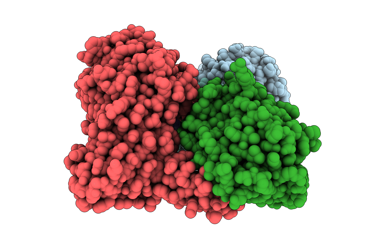 5DXA image
