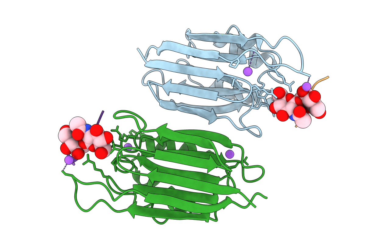 5GGP image