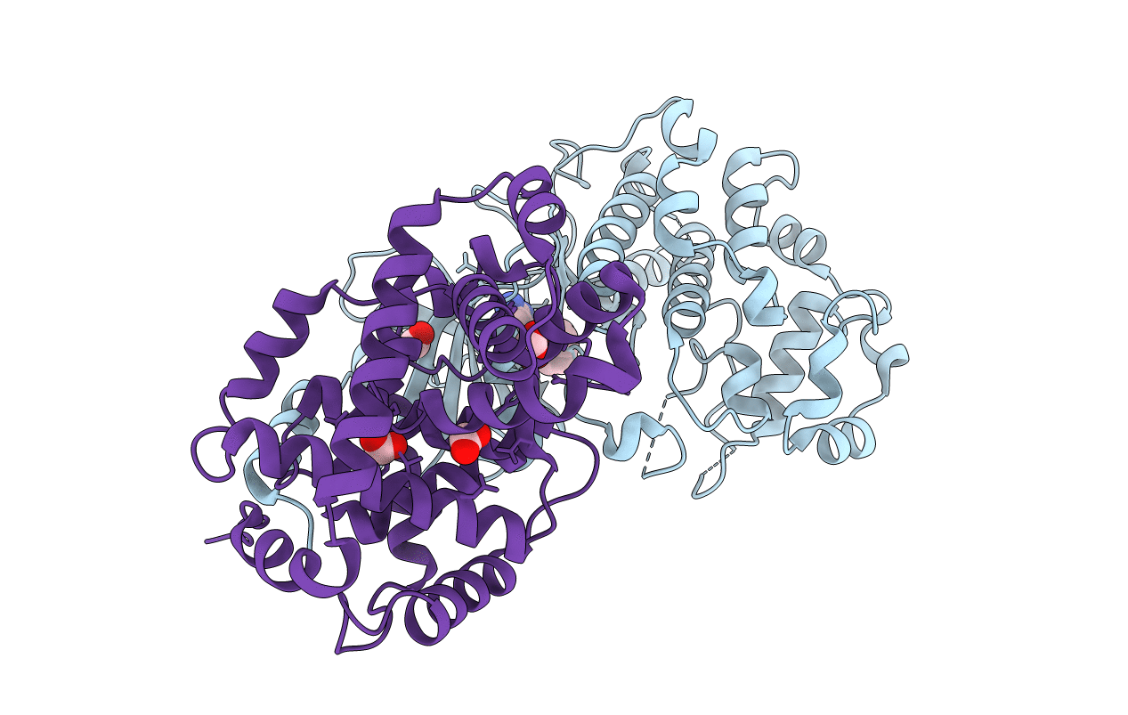 5IDP image