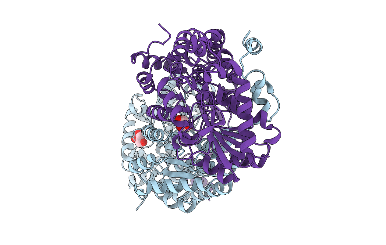 5MYP image