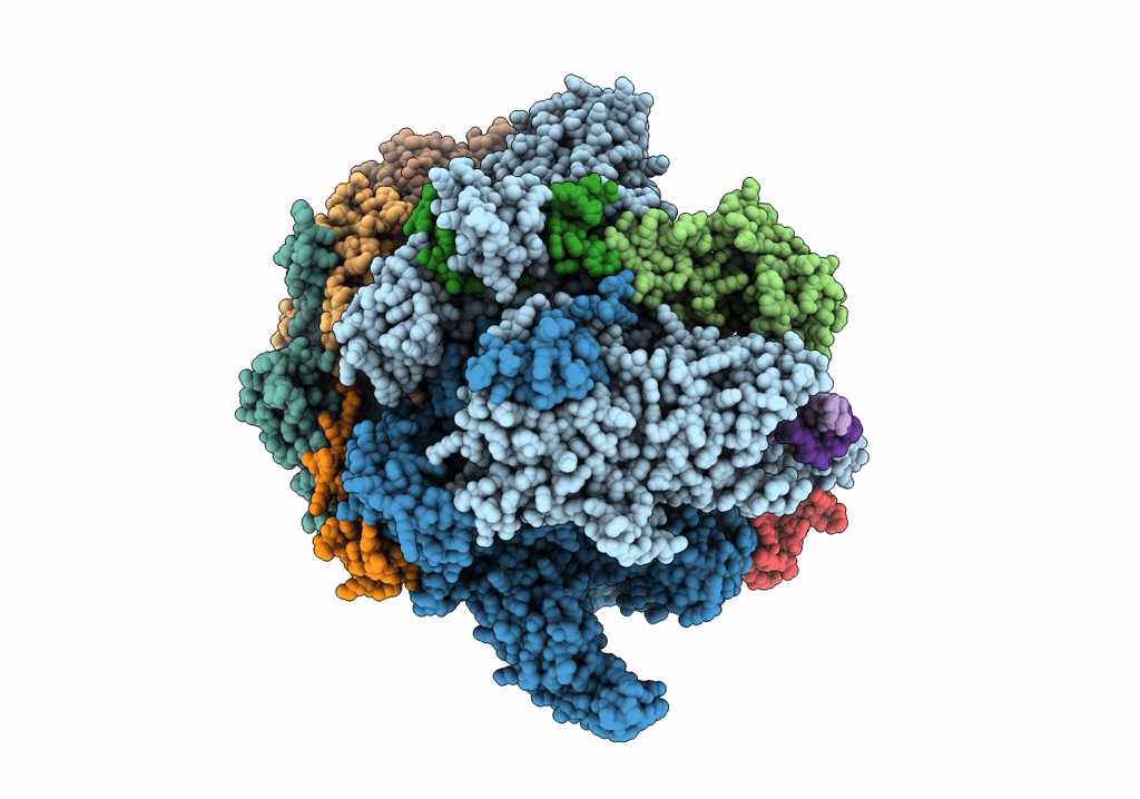 6O6C image