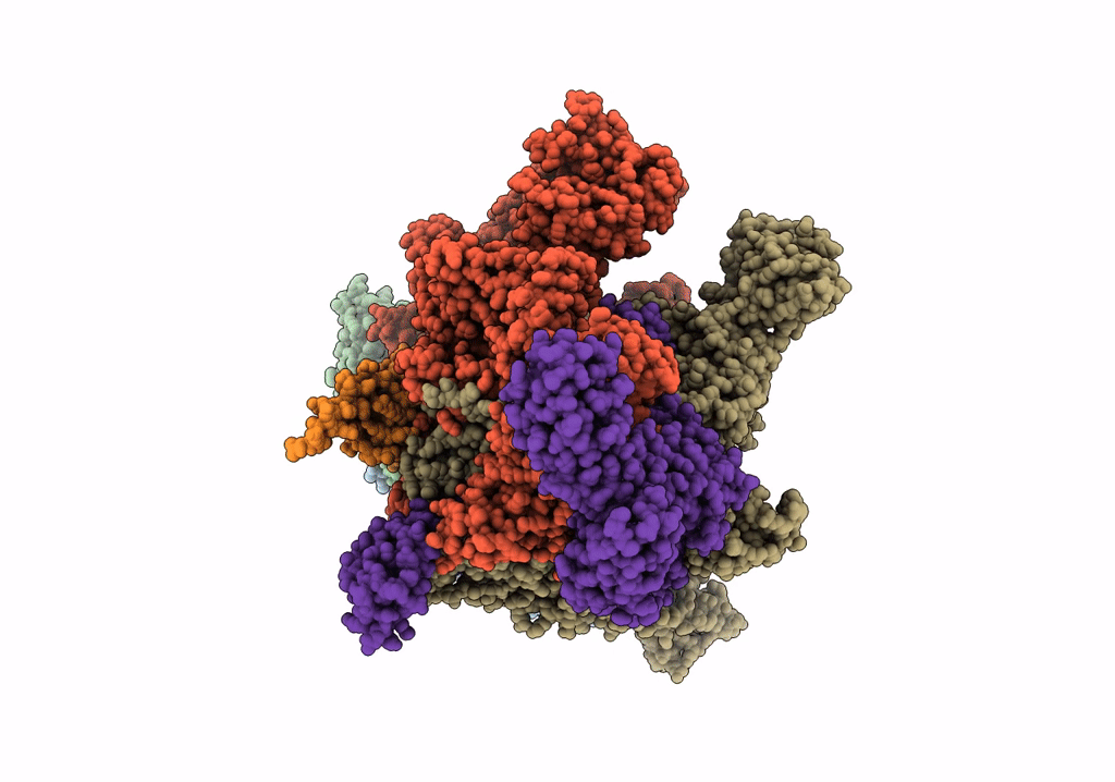 6P1K image