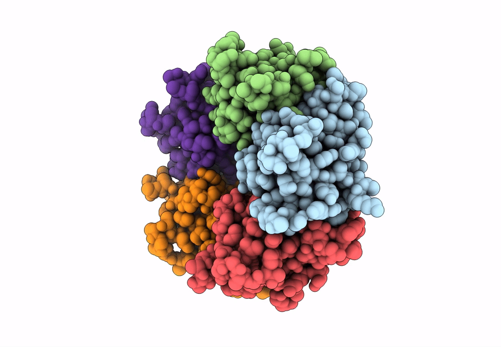 6P4P image