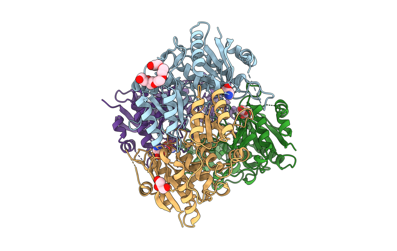 6PAE image