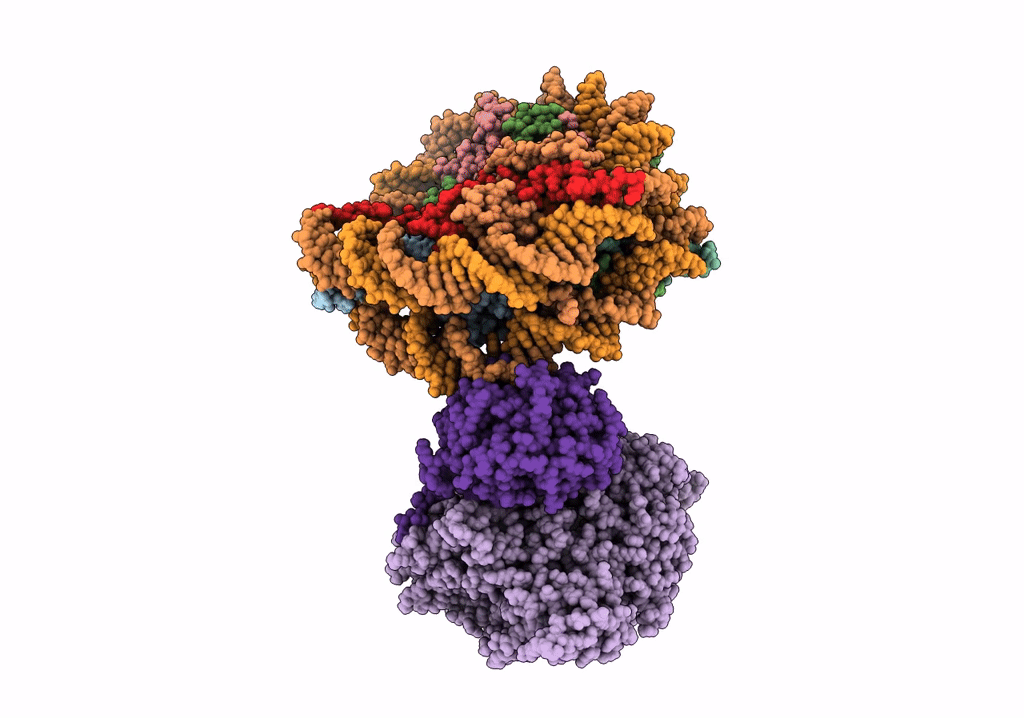 6R8Z image