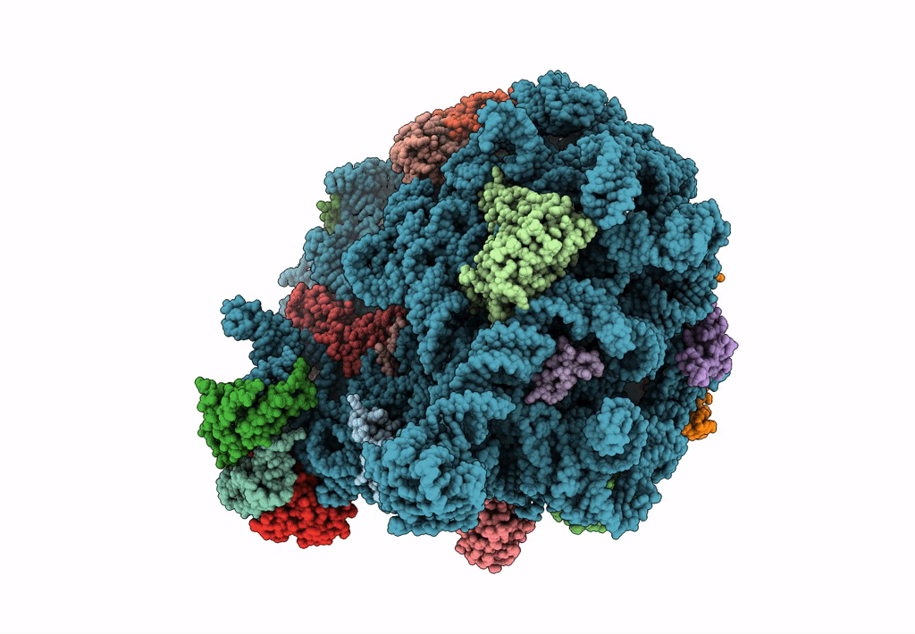 7ASM image