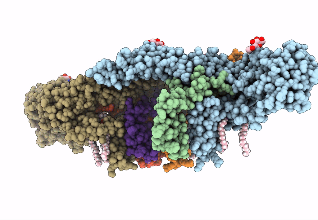 7LCH image