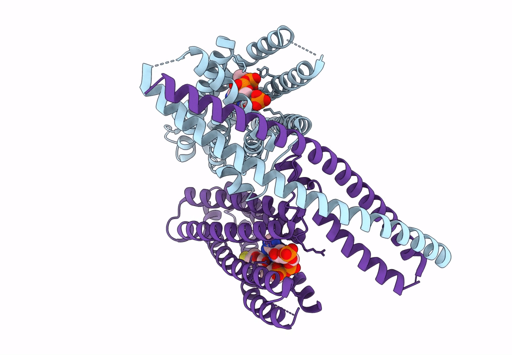 7N7P image