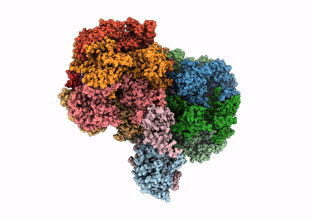 7P5Z image