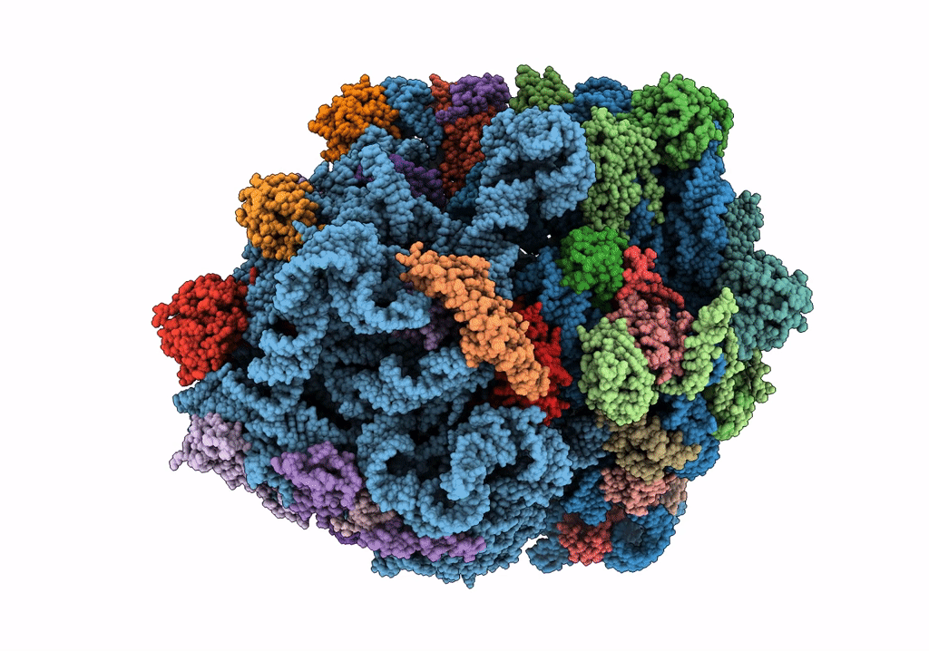 7PAO image