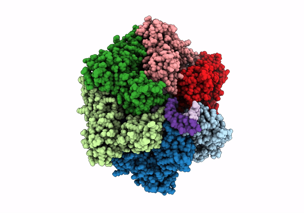 7PBP image