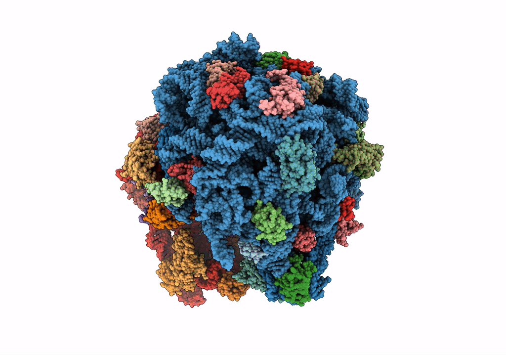 7RYF image