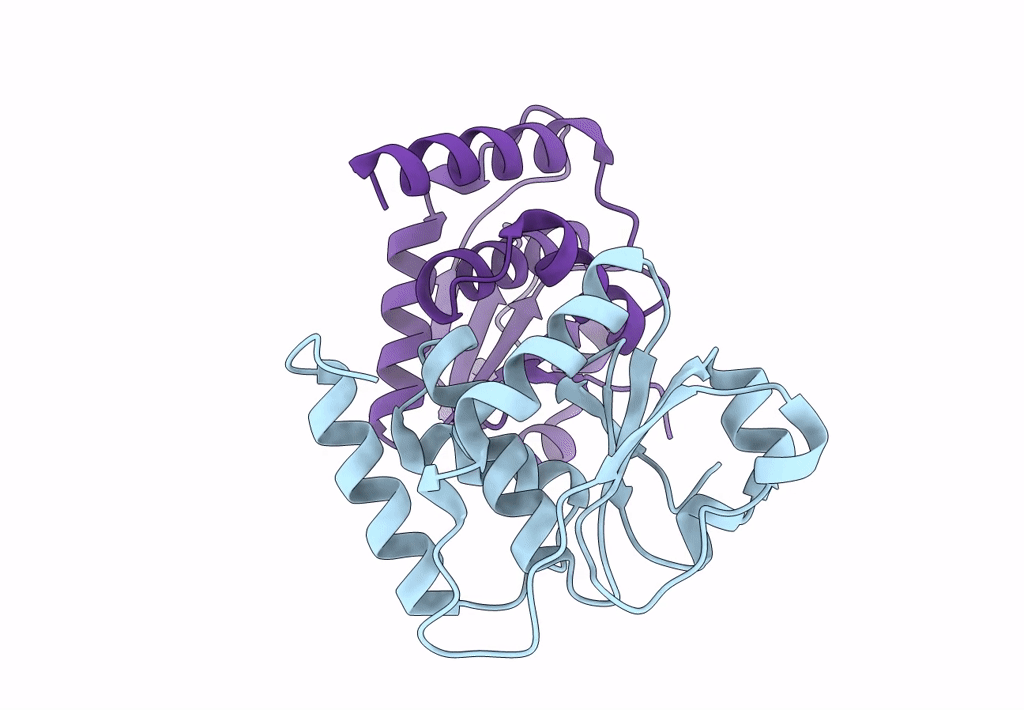 7Y4D image