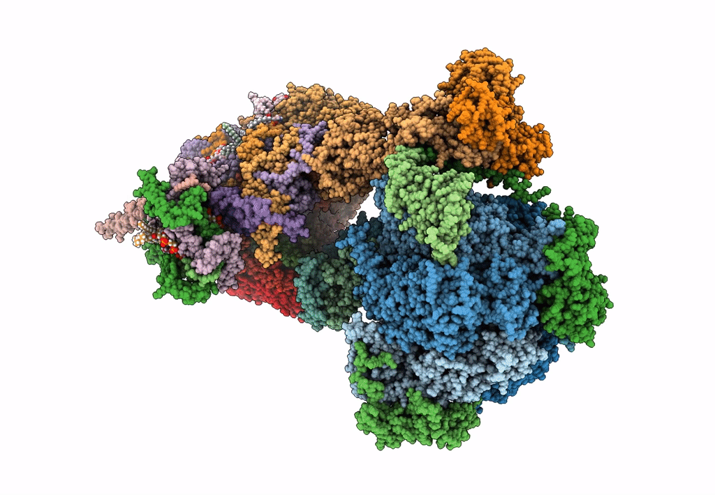8APA image