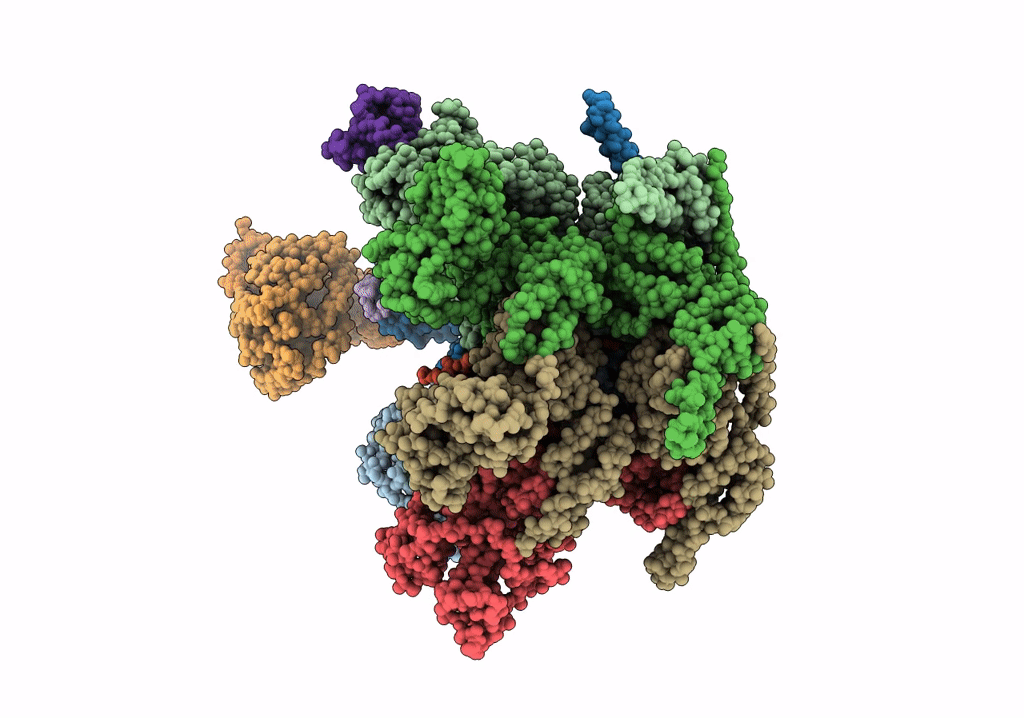 8B5R image