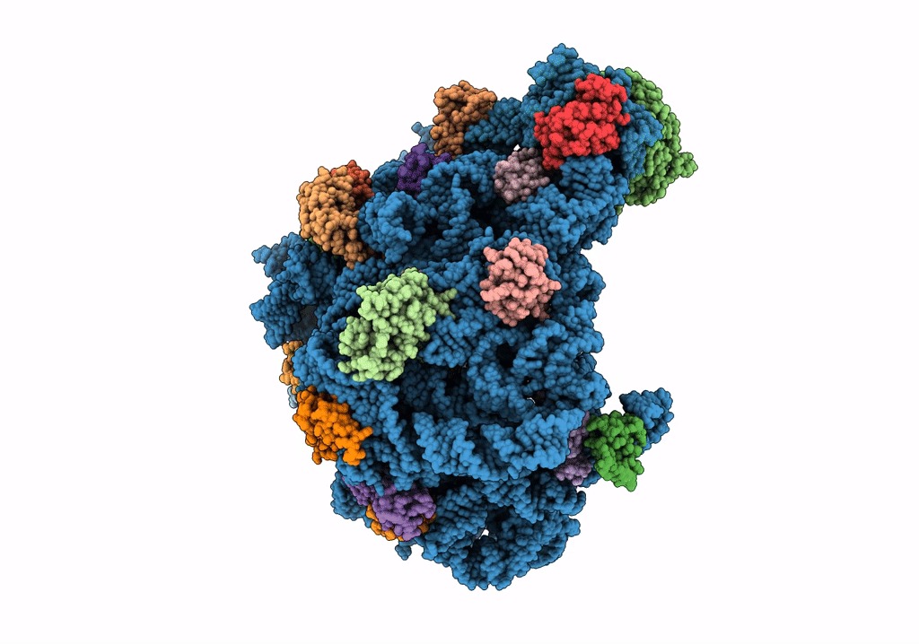 8C8Z image