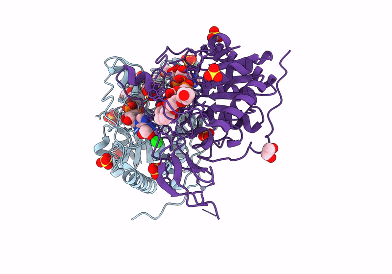 8CNO image