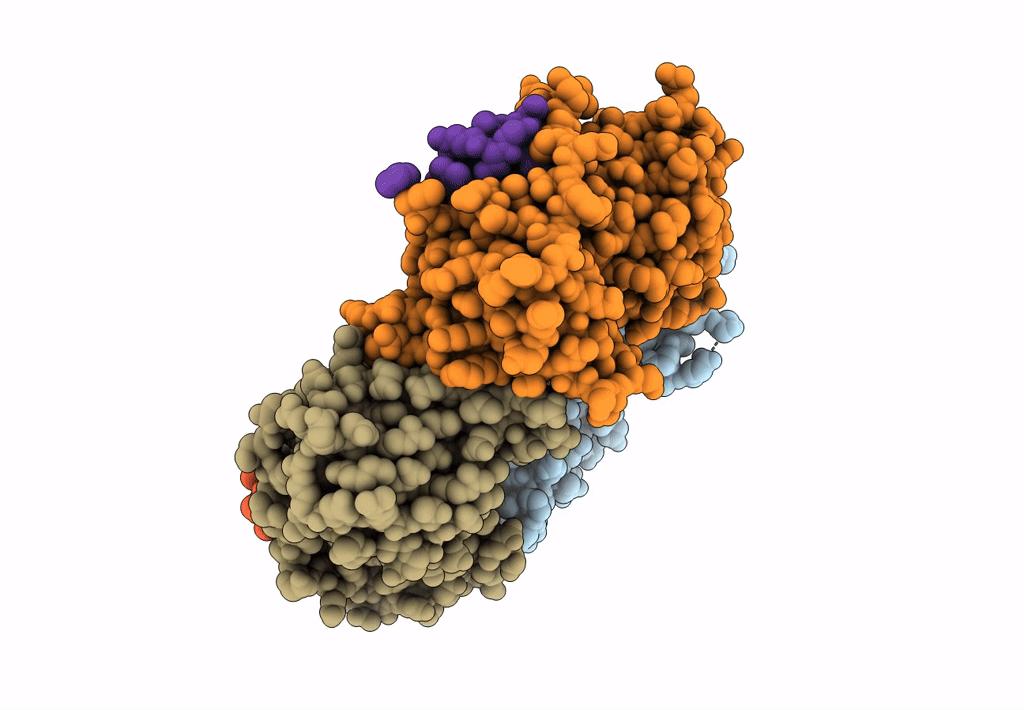 8COB image