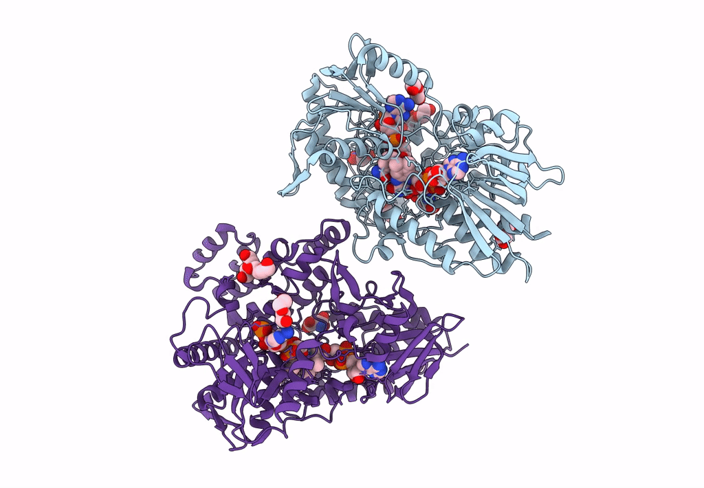 8CP2 image