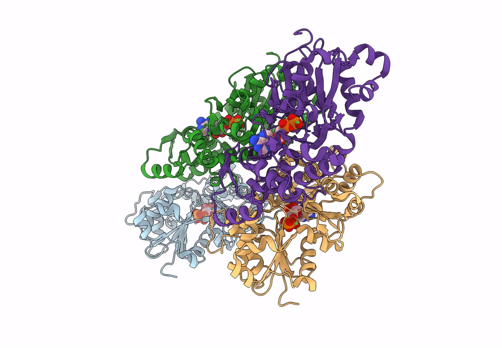 8DNH image
