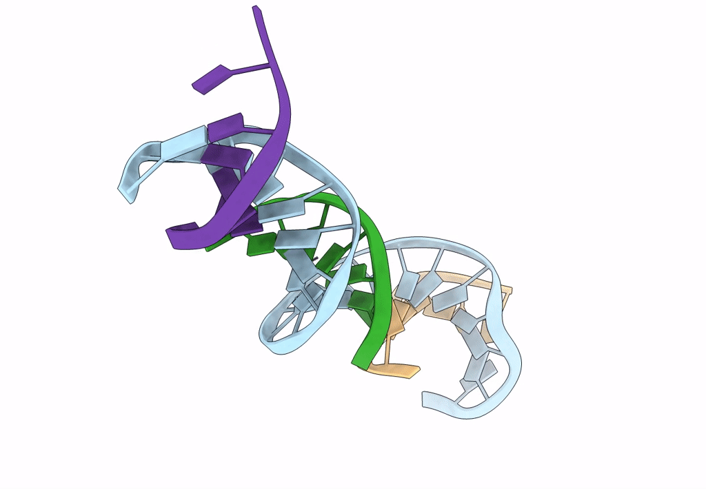 8DXA image