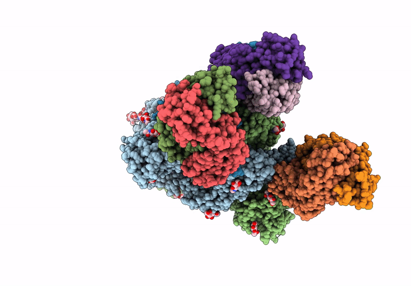 8HCA image