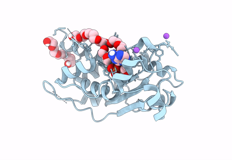 8HCG image