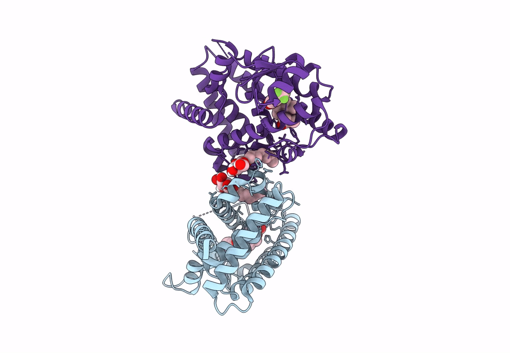 8HF8 image