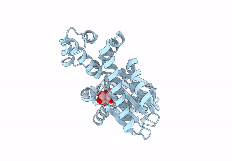 8ZOV image