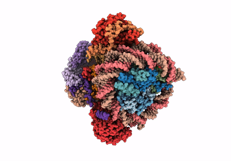 9C9G image