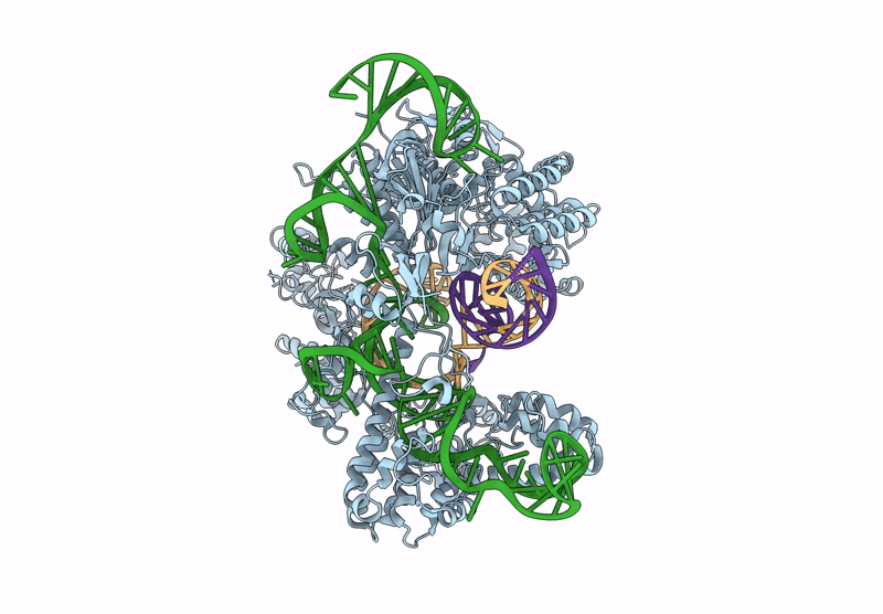 9C9P image