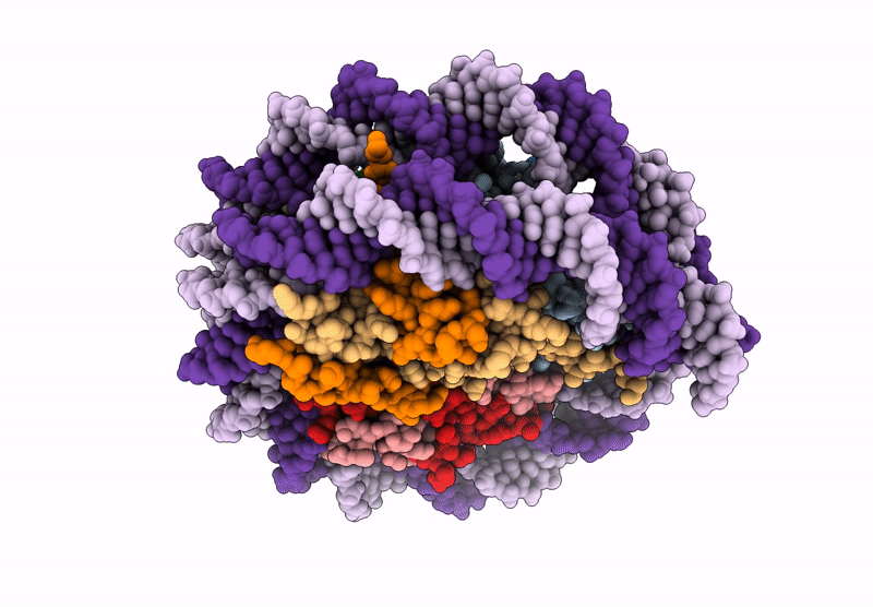 9C9X image