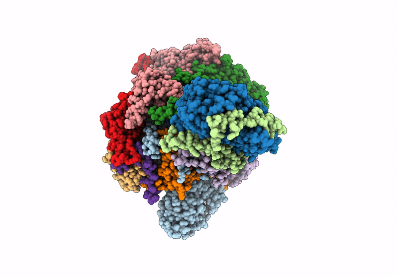 9C9Z image