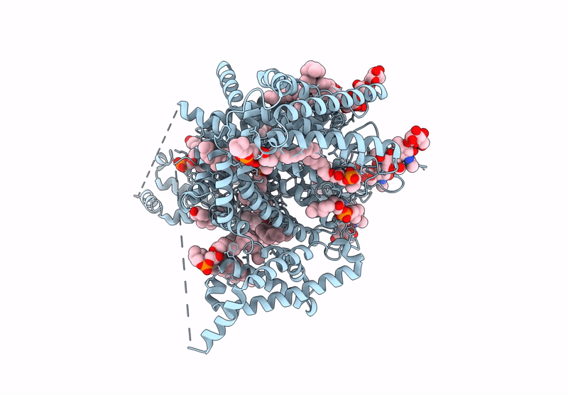 9DBL image