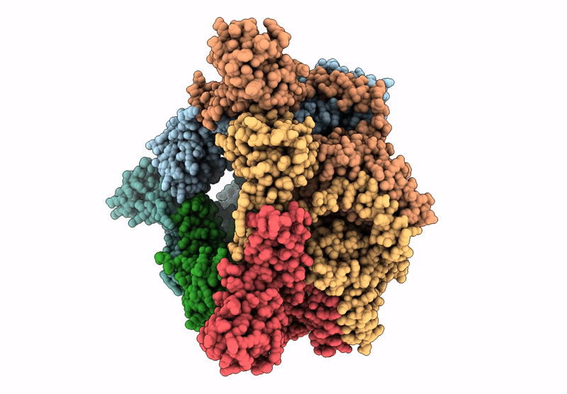 9DLS image