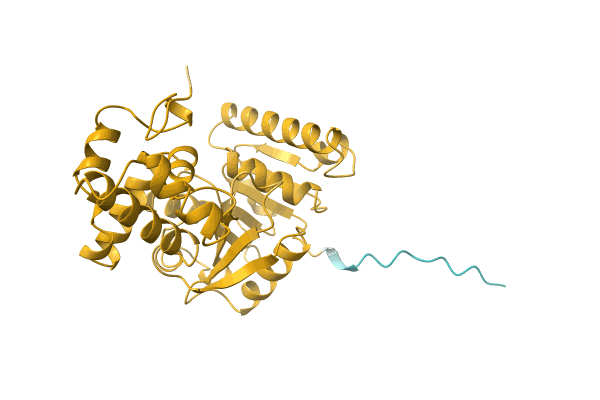 AF-A0A1R4II84-F1 image