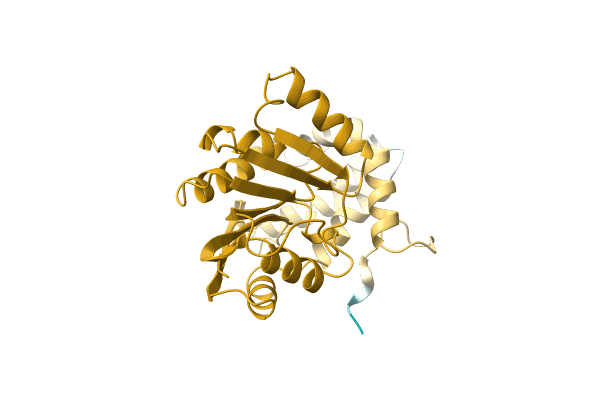 AF-A0A2D5JIY1-F1 image