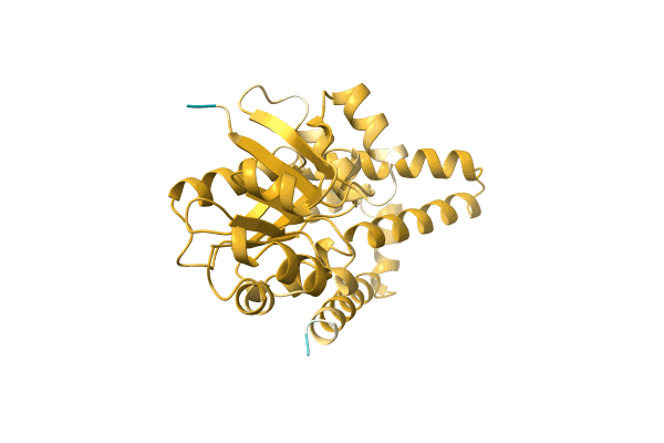 AF-A0A6H2D0Q8-F1 image